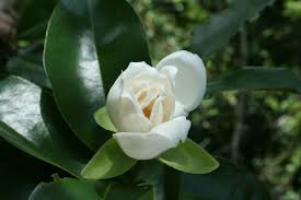 Image result for Magnoliaceae