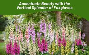 Image result for Digitalis purpurea alba/ red spots