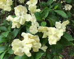 Image result for Brunfelsia americana