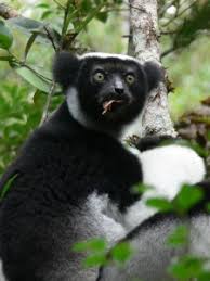 It was set up by professional gambler and zoo owner john aspinall in 1984 and runs the two zoos he set up, port lympne wild animal park and howletts wild animal park in kent, england. Aspinall Foundation Lemur Conservation Network