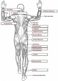 In the muscular system, muscle tissue is categorized into three distinct types: Muscles Labeling Full Body