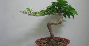Pin On Larry S Bougainvillea