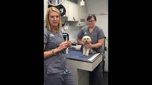 Dog jugular blood draw restraint. Veterinary Learning Series Jugular Blood Draw In A Dog Youtube