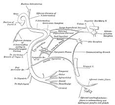 Facial Nerve Cranial Nerve Vii General Information