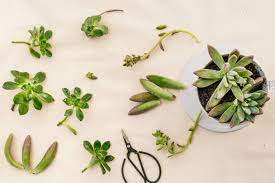 How to take a cutting for propagation. A Guide To Propagating Succulent Leaves Stems In Water Or Soil