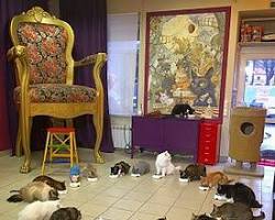 cat cafeの画像