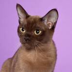 Rescue & Rehoming - Burmese Cat Club