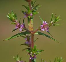 Image result for Rotala filiformis