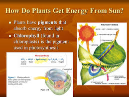 Check spelling or type a new query. Cell Energy Photosynthesis Respiration Chapter 3 2 Chapter 7 1 Ppt Download