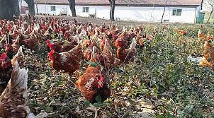 Apa yang membuat nama anjing terkesan unik? Baka Ayam Dengan Gambar Dan Keterangan Loman Dominan Gergasi Jersey Kuchinsky Orpington Adlerskaya Bola Api Tuan Kelabu Pertanian Ternakan