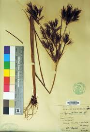 Image result for Cyperus distans