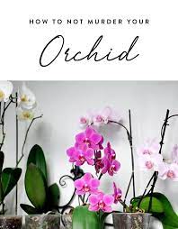 How To Keep An Orchid Alive With 3 Florist Approved Tips Orchids Orchid Plants Orchid Flower