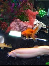 Dojo Loach Care, Tank Mates, And Feeding! - Build Your Aquarium