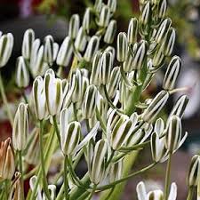 Image result for Babiana bainesii