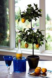 Lemon Tree Care How To Properly Grow A Lemon Tree Tree Care Lemon Tree Tree Garden Design
