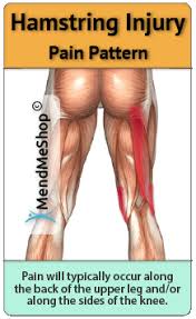These muscles are known as the semitendinosus and semimembranosus. Pin On Health