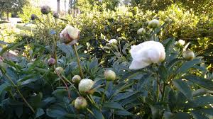 Er braucht also nicht unbedingt ein großes blumebeet oder einen fischteich, um ein stimmiges bild abzugeben. Schoner Garten In Einem Ruhigen Dorf Unweit Von Brugge Schone Natur