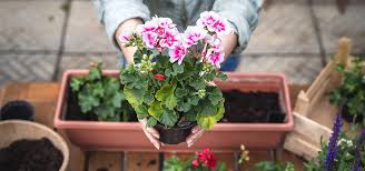 Image result for foto muškáty