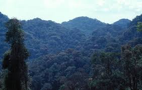 Image result for Balthasaria schliebenii