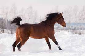 8 Things You May Not Have Known About Arabian Horses