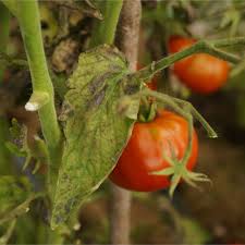 Image result for tomato seedling botrytis