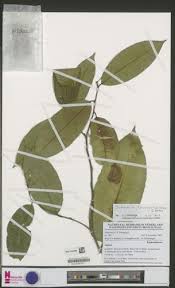 Image result for Sclerocroton cornutus