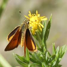 Image result for Napoleonaea septentrionalis