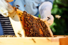 Hier können sich hahnenfuß und kuckuckslichtnelke halten und hier wächst auch der äußerst gut besuchte baldrian. Bienen Auf Dem Balkon Halten So Klappt S Mit Dem Imkern In Der Stadt