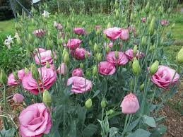 7 10 13 004 Jpg 800 600 Pixels Flowers Lisianthus Growing Flowers