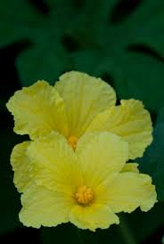 Image result for Momordica cabrae