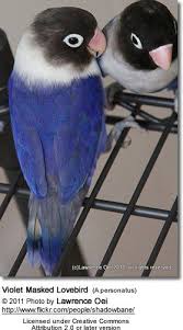 Black Birds You Can Have As Pets Violet Black Masked Lovebird Love Birds Pet Birds Beautiful Birds