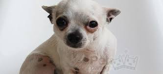 Mariachi Asustadito Descubre Por Que Tiemblan Los Chihuahuas Http Www Petdarling Com Articulos Porque Los Chihua Chihuahua Perros Chihuahua Chihuahueno