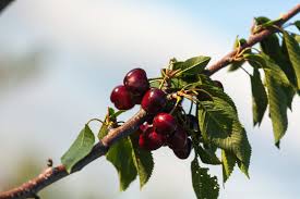 the best low maintenance fruit trees arbor day blog