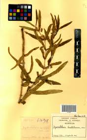 Image result for Xysmalobium heudelotianum