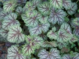 Image result for heuchera americana