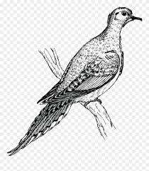Burung tekukur bahasa inggeris spotted dove ialah sejenis burung merpati yang tergolong dalam famili columbidae. Turtle Dove Clipart Holy Ghost Gambar Stilasi Burung Merpati Png Download 74550 Pinclipart