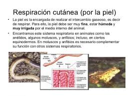 El proceso que realizan algunos animales de respirar por la piel se llama respiración cutánea, y para que esto se de, los animales en cuestión deben vivir constantemente en un ambiente muy húmedo (o incluso sumergidos en el agua); Animales Con Respiracion Cutanea Caracteristicas Y Ejemplos