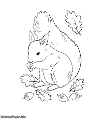 Download printable squirrel with acorn coloring page. Cute Squirrel Eating Acorns Coloring Page