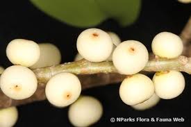 Image result for Ficus virens
