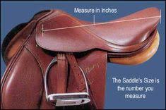 Measuring An English Saddle Seat Size Saddle Fitting English Saddle Fitting English Saddle