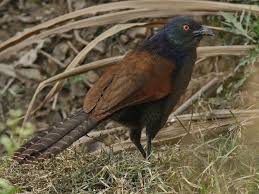 Black Birds In Pakistan Greater Coucal Also Crow Pheasant Centropus Sinensis By Imran Shah In Pakistan Beautiful Birds Funny Birds Birds