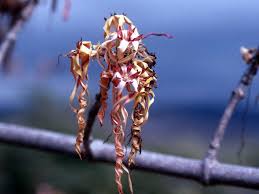 Image result for Strophanthus nicholsonii