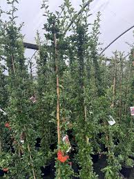 Image result for Pyracantha coccinea golden charmer