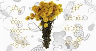 Image result for Helichrysum cephaloideum