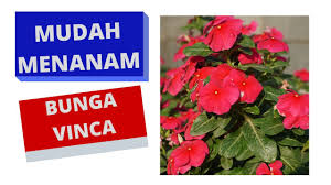 Cibodas botanical gardens and puncak tea. Cara Menanam Bunga Vinca Serta Merawat Nya Youtube