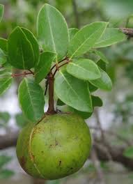 Image result for Xylocarpus