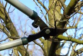 In a domestic setting, losing a tree means a big change to our environment and its aesthetics—a loss of shade and shelter, and less habitat for wildlife. Winter Tree Pruning When And Why Bartlett