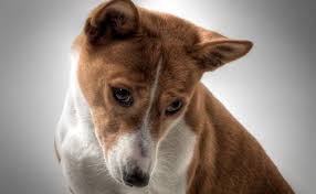 Epingle Sur Chiens