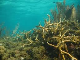 New Study Of Glover S Reef Challenges Whether Eurekalert