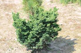 Tsuga canadensis 'jeddeloh' jeddeloh canadian hemlock. World Plants